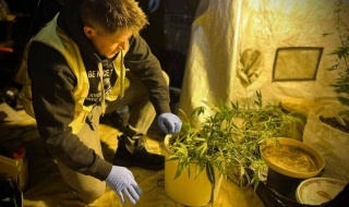 Ukryta plantacja w Łodzi zlikwidowana. Policja odkryła nielegalny proceder