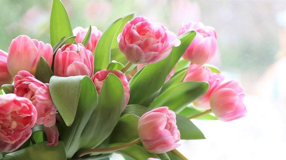 tulips-4026273_960_720