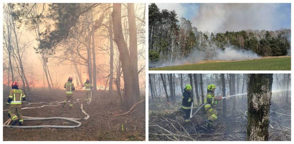 Duży pożar w gminie Dmosin, w ogniu stanęły nieużytki i las. Akcja gaśnicza trwała kilka godzin
