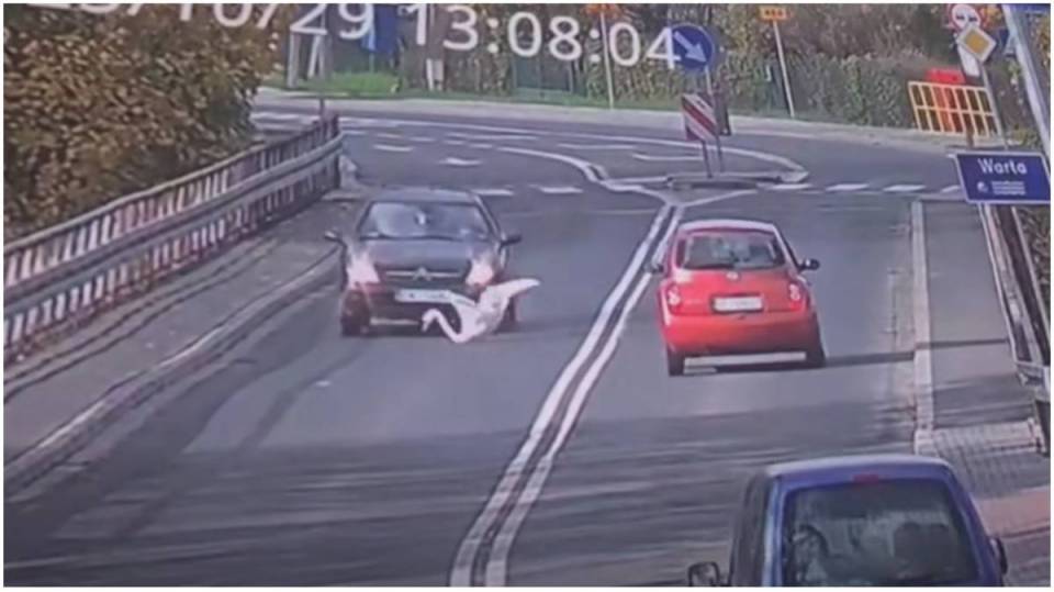 Spadł z nieba prosto pod koła. „Przejechał jak po śmieciu”. Burza w sieci po nagraniu z potrąceniem łabędzia [Wideo]